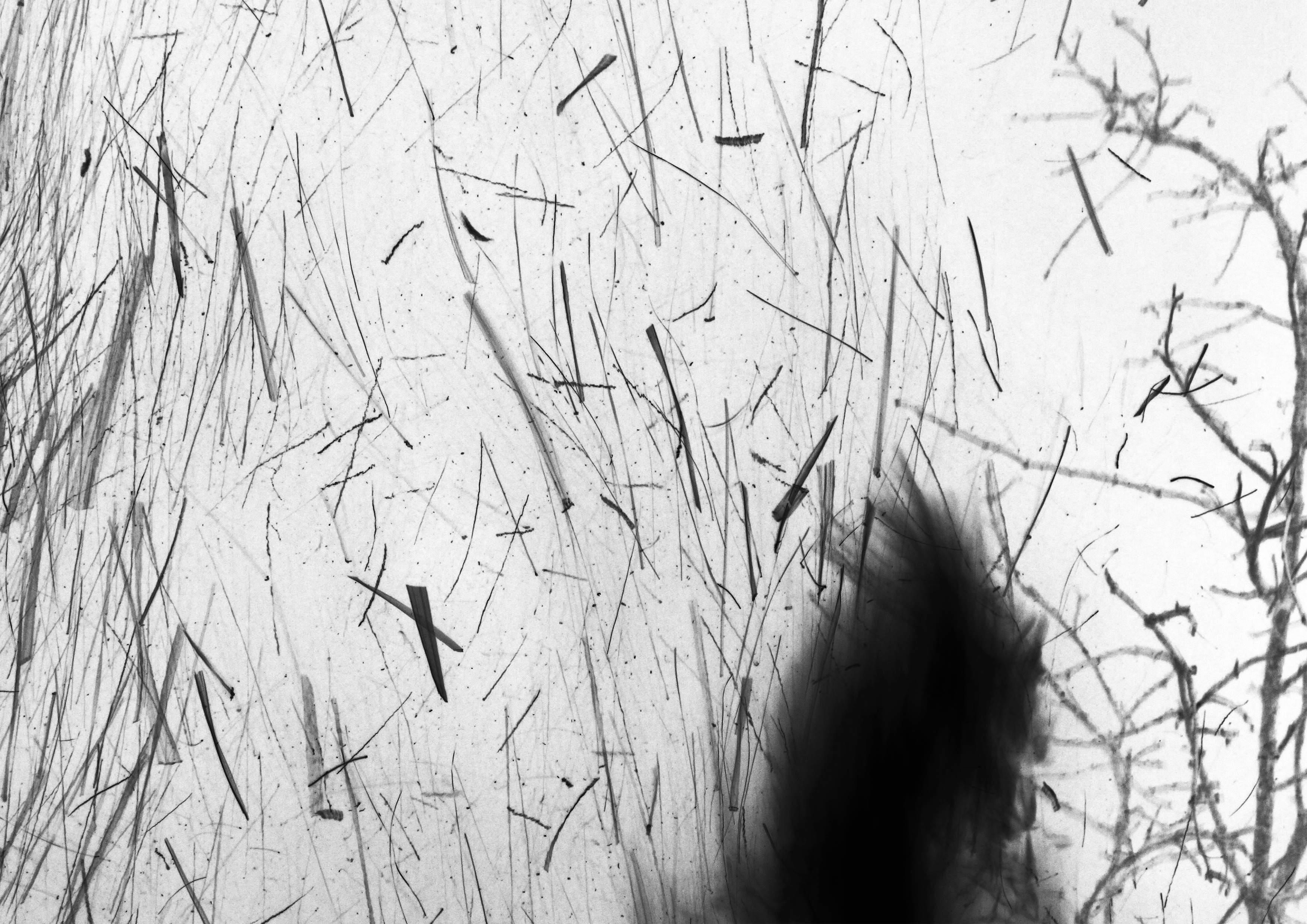 The Algorithmic Auteur